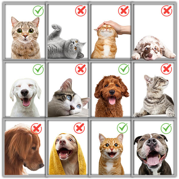 İsme Özel Kraliçe Karikatürlü Evcil Hayvan Biblosu görsel